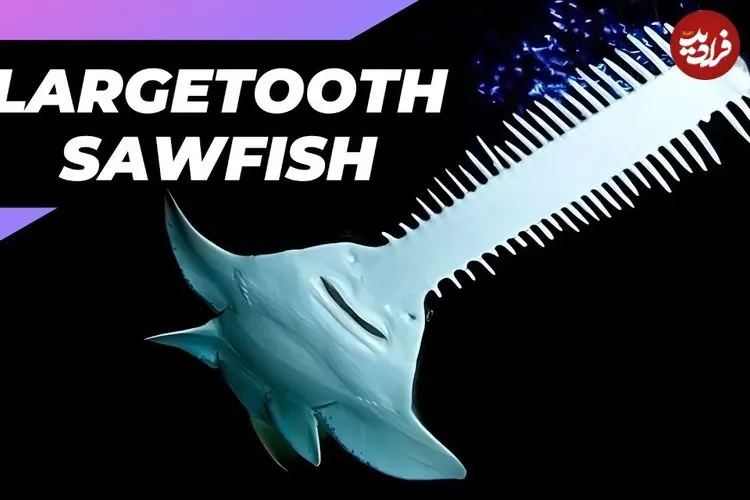 ببینید| اره ماهی دراز دندان؛ ماهی شگفت انگیزی که اره ای برای شکار دارد!