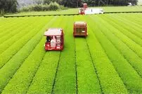 (ویدئو) عملیات برداشت گران‌ترین چای سبز ژاپن در مزرعه و فرآیند فرآوری آن در کارخانه