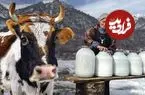 ببینید| غذای روستایی در آذربایجان؛ تهیه پنیر محلی با شیر تازه گاو در هوای برفی روستا