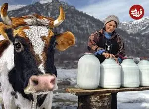 ببینید| غذای روستایی در آذربایجان؛ تهیه پنیر محلی با شیر تازه گاو در هوای برفی روستا