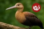 تصاویر؛ موسیقار؛ پرنده‌ای افسانه‌ای با منقار دراز و هفت سوراخ که اسکندر عاشق آن بود و ساز «فلوت» با الهام از صدای آن ساخته شد