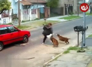 حمله هولناک سه سگ به یک زن جوان