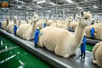 ببینید| نگاهی به مزارع پرورش آلپاکا و فرآوری پشم آن ها در آمریکا