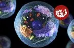 سلول‌ها از کجا می‌فهمند که مربوط به کدام عضو بدن هستند؟
