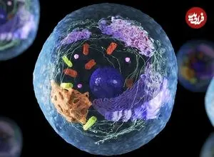 سلول‌ها از کجا می‌فهمند که مربوط به کدام عضو بدن هستند؟