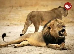 علم ژنتیک علیه شکارچیان؛ برای اولین‌بار در دنیا دی‌ان‌ای یک شیر قاتلانش را لو داد