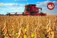 ببینید| مراحل برداشت و فرآوری سویا در مزارع و کارخانه های آمریکا