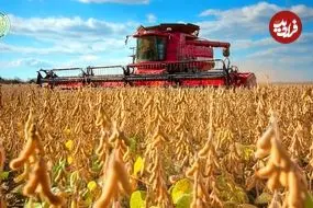 ببینید| مراحل برداشت و فرآوری سویا در مزارع و کارخانه های آمریکا