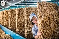 (ویدئو) چگونه کشاورزان چینی میلیون ها کرم ابریشم را پرورش می دهند؟ 