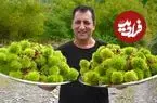 ببینید| غذای روستایی در آذربایجان؛ پخت یک غذای سنتی با شاه بلوط و گوشت بره