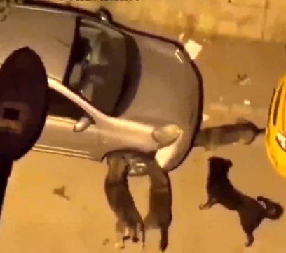 (ویدیو) تخریب شدید یک ماشین با حمله چند سگ‌ ولگرد و مردم‌آزار!