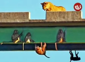 ببینید| بابون ها برای نجات جان خود از دست شیرها زیر پل آویزان شدند!