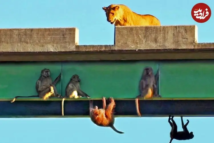 ببینید| بابون ها برای نجات جان خود از دست شیرها زیر پل آویزان شدند!