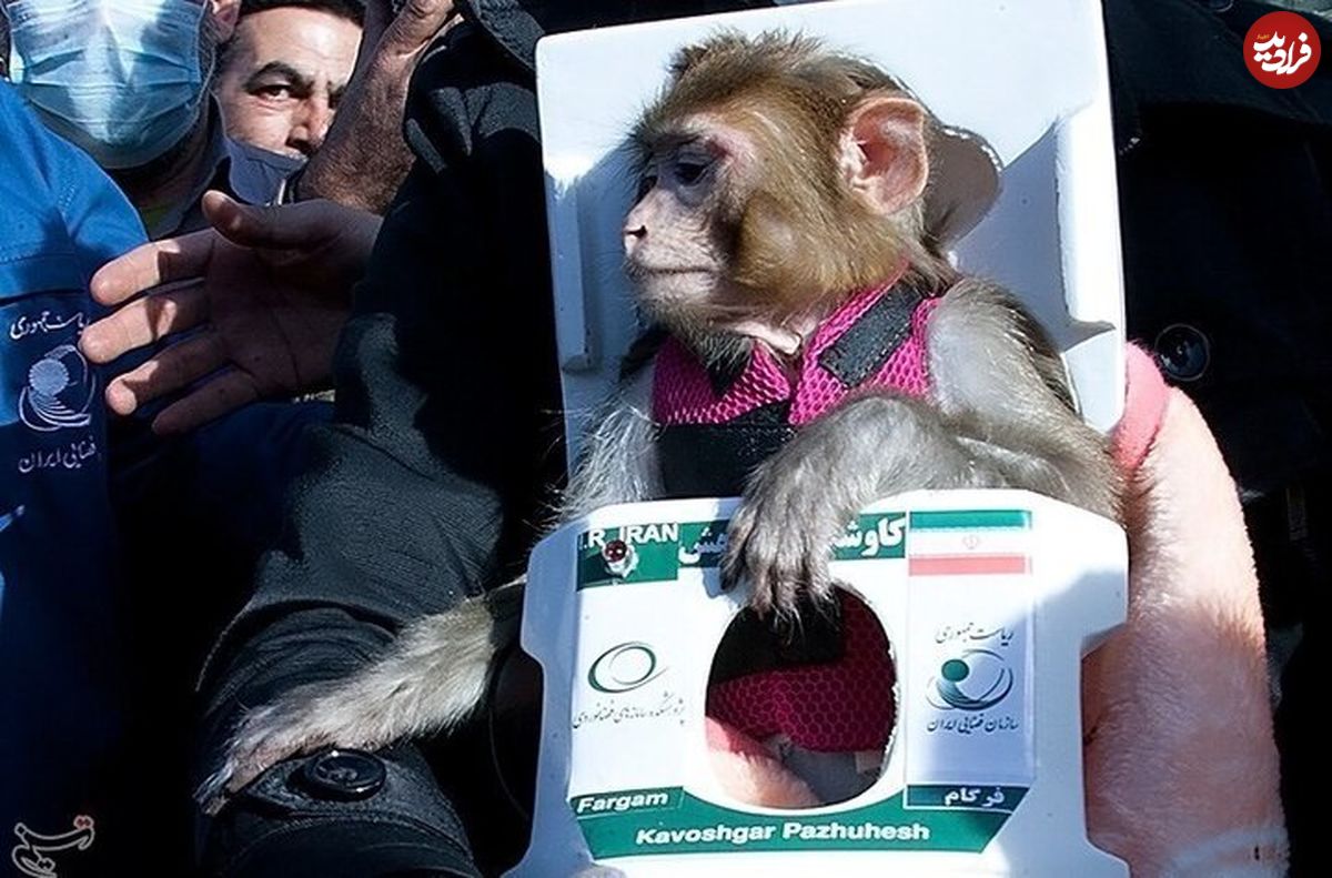 (عکس) میمون‌های فضانورد ایرانی ۱۲ سال پس از پرتاب کجا هستند؟