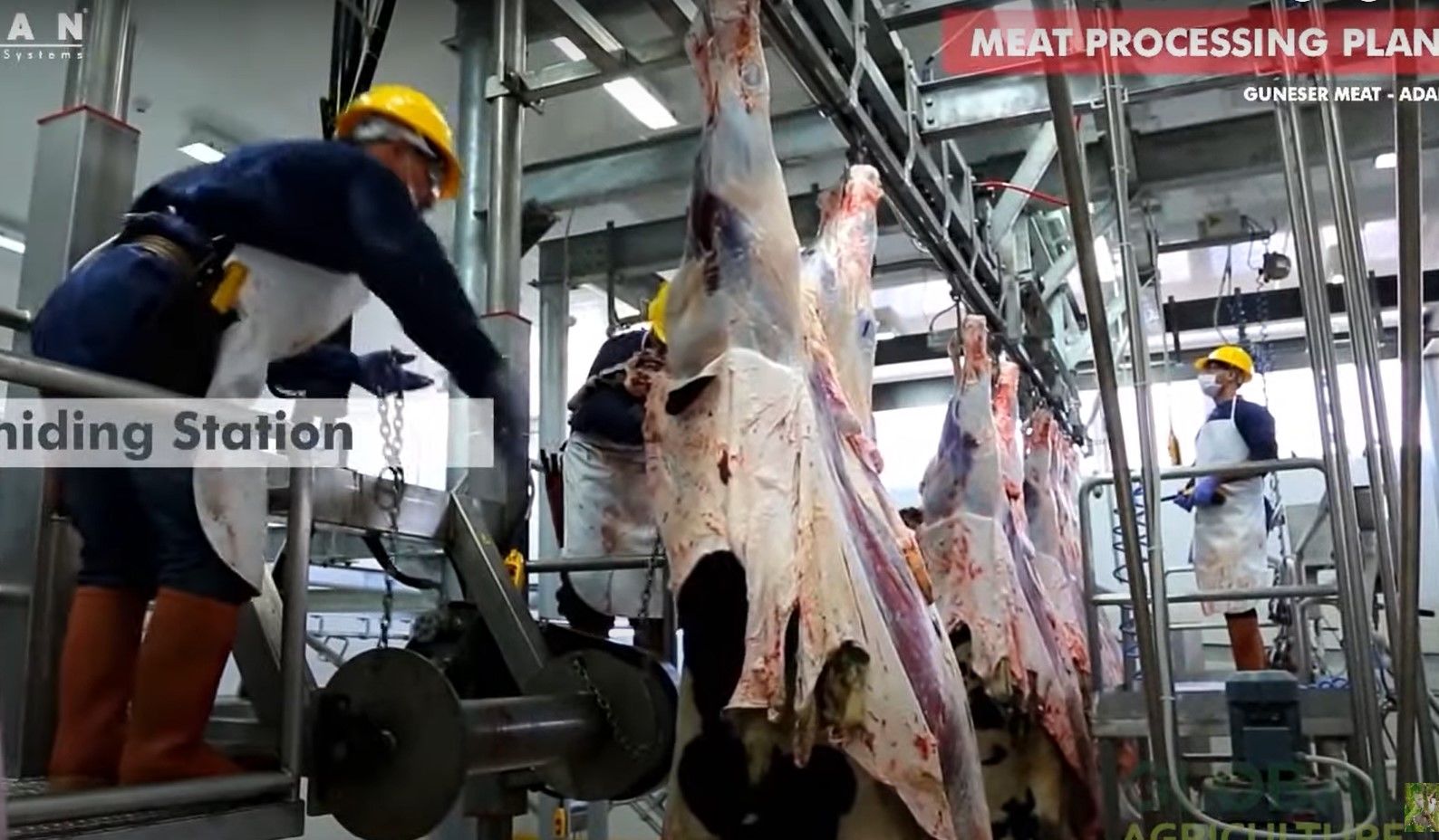(ویدئو) برش زدن و بسته بندی گوشت گاوهای 600 کیلوگرمی در یک کشتارگاه مدرن اروپایی