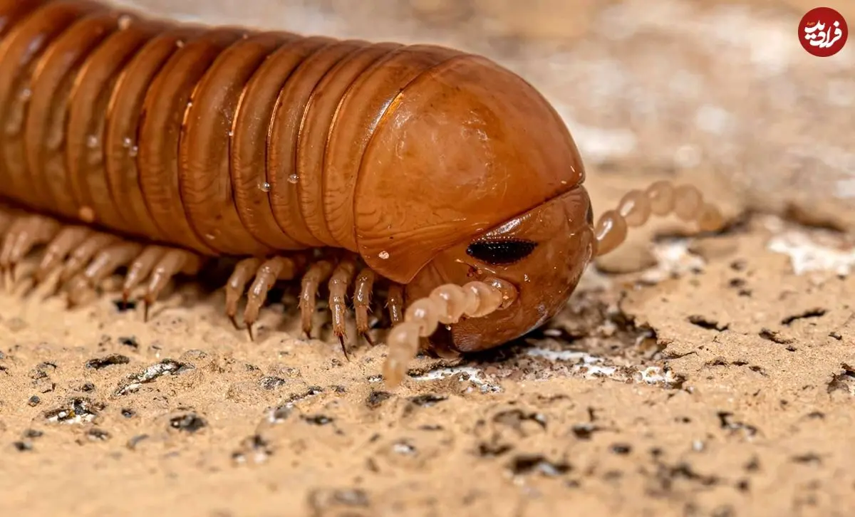 کشف فسیل ۳۲۶ میلیون سالۀ یک «هزارپا» که هم‌اندازۀ یک «خودرو» بوده است