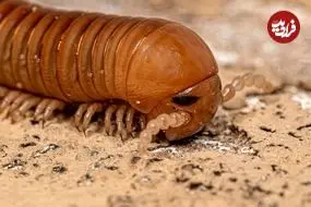 کشف فسیل ۳۲۶ میلیون سالۀ یک «هزارپا» که هم‌اندازۀ یک «خودرو» بوده است