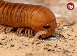 کشف فسیل ۳۲۶ میلیون سالۀ یک «هزارپا» که هم‌اندازۀ یک «خودرو» بوده است