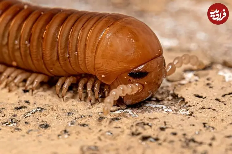 کشف فسیل ۳۲۶ میلیون سالۀ یک «هزارپا» که هم‌اندازۀ یک «خودرو» بوده است