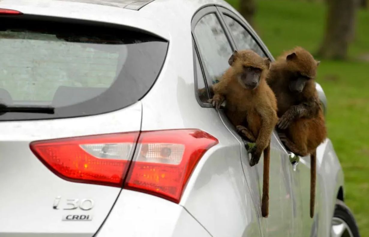 (ویدئو) گیر کردن دردناک دست یک میمون لای در ماشین