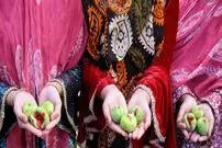 (تصاویر) برداشت انجیر در ارس