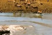 (ویدئو) عبور گله آهو‌ها از مخوف‌ترین آبگیر؛ جان فشانی برخی آهو‌ها برای نجات بقیه