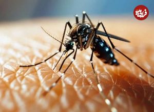 تب دنگی در راه است؛ بارش‌های آبان و آذر عامل افزایش خطر