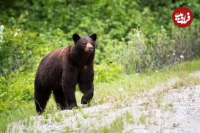 ببینید؛ گلابی خوری دیدنی جناب خرس! آماده‌سازی برای فصل سرد سال