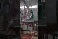 (ویدئو) روشی جالب برای برش زدن گاوهای غول پیکر در یک کشتارگاه مدرن!