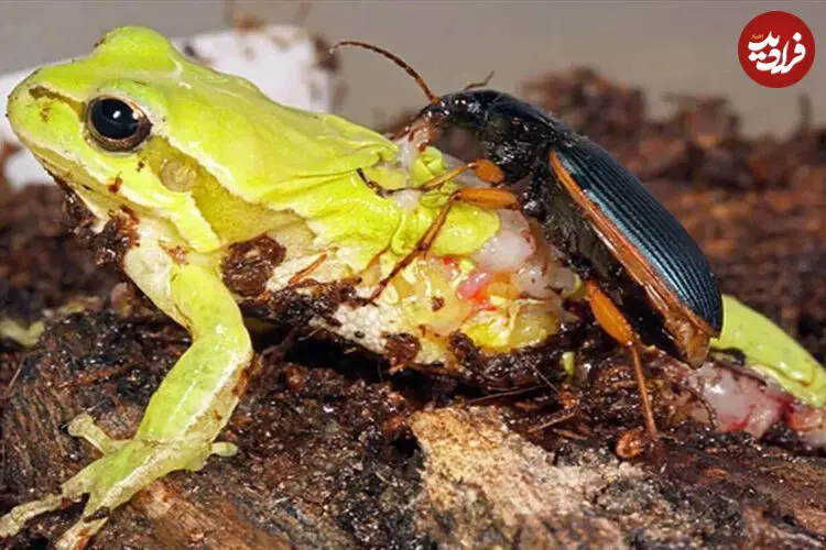 عکس| سوسکی که شکارچی خود را به طعمه تبدیل می کند؛ ترفند مرگبار اپومیز 