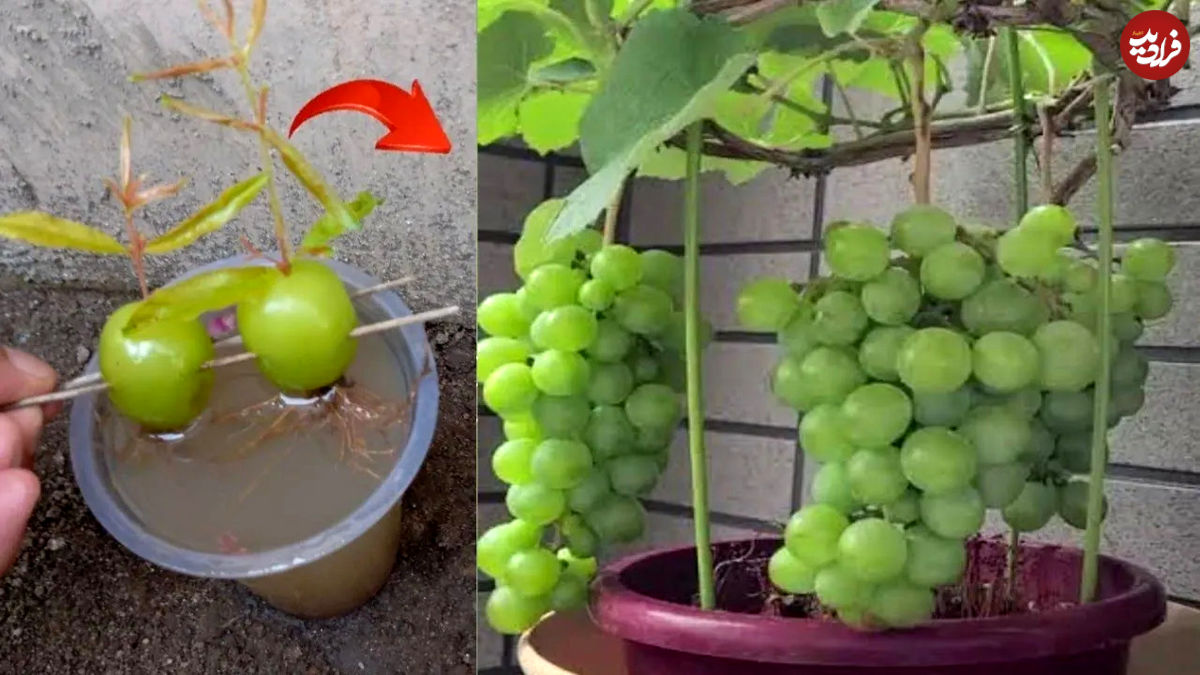 (ویدئو) نحوه پرورش انگور سبز با حبه انگور