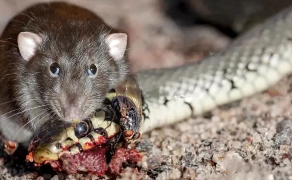 (ویدئو) مبارزه جانانه و نفس‌گیر یک موش با مار کبرا برای حفظ جان فرزندش