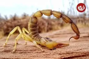 عقرب‌ها چقدر «فلزی» هستند؟