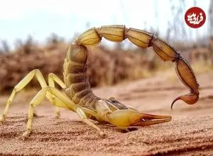 عقرب‌ها چقدر «فلزی» هستند؟