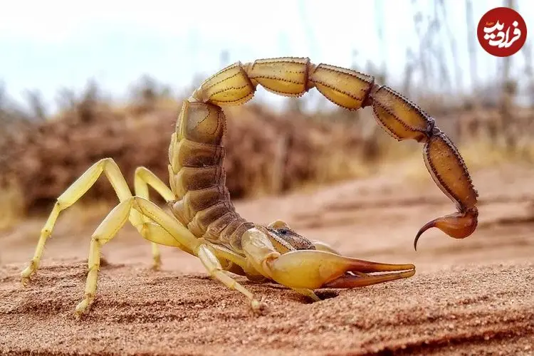 عقرب‌ها چقدر «فلزی» هستند؟