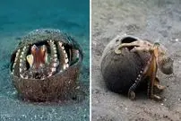 ببینید| هشت پای نارگیل دوست؛ موجود باهوش اقیانوس که استاد دزدیدن صدف است!