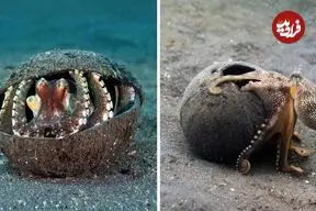 ببینید| هشت پای نارگیل دوست؛ موجود باهوش اقیانوس که استاد دزدیدن صدف است!