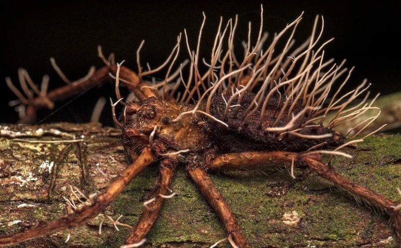 بهترین عکس‌های زیست‌شناسی در سال ۲۰۲۳؛ از عنکبوت زامبی تا رَگ دایناسور!