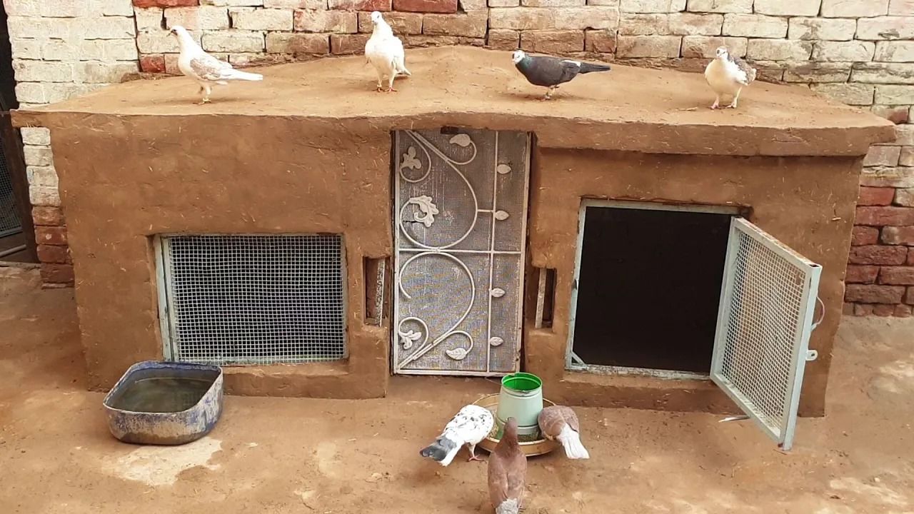 (ویدئو) فرآیند ساخت یک لانه کاهگلی و زیبا برای کبوترها به سبک جوان پاکستانی