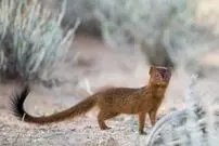 (ویدئو) لحظه شکار یک دراج سوینسون توسط خدنگ 