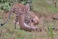 ببینید| نبرد دیدنی مار پیتون با پلنگ در آفریقا