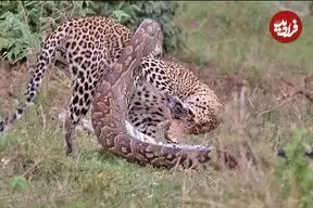ببینید| نبرد دیدنی مار پیتون با پلنگ در آفریقا