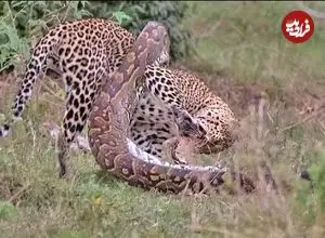 ببینید| نبرد دیدنی مار پیتون با پلنگ در آفریقا