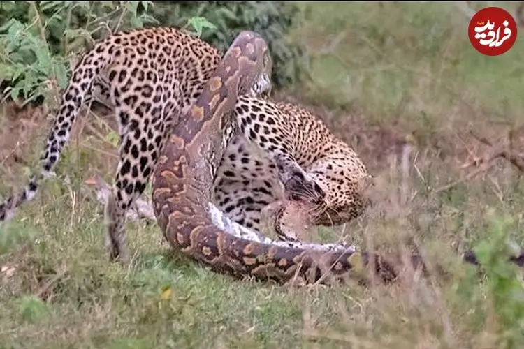 ببینید| نبرد دیدنی مار پیتون با پلنگ در آفریقا