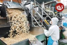 ببینید| پاپ کورن (پف فیل) چگونه در کارخانه های کره جنوبی تولید می شود؟