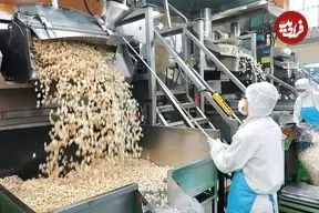 ببینید| پاپ کورن (پف فیل) چگونه در کارخانه های کره جنوبی تولید می شود؟