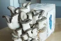 (ویدئو) کیت‌های شگفت انگیز برای پرورش ساده قارچ در خانه