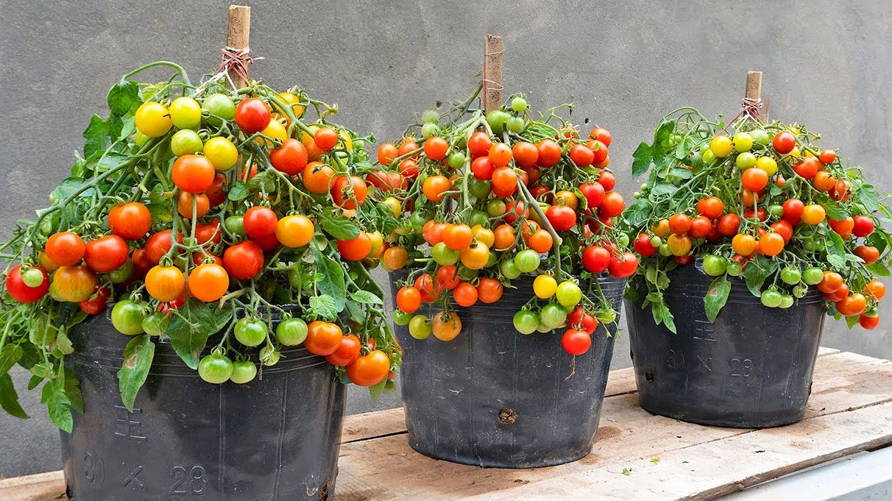 (ویدئو) نحوه کاشت و برداشت آسان گوجه گیلاسی در گلدان خانگی