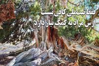 ببینید؛ وقتی کهن‌ترین زن ایران ثبت ملی شد؛ درختی که از پیش از مسیح روی زمین است