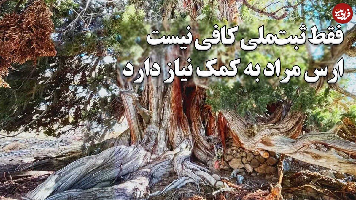 ببینید؛ وقتی کهن‌ترین زن ایران ثبت ملی شد؛ درختی که از پیش از مسیح روی زمین است